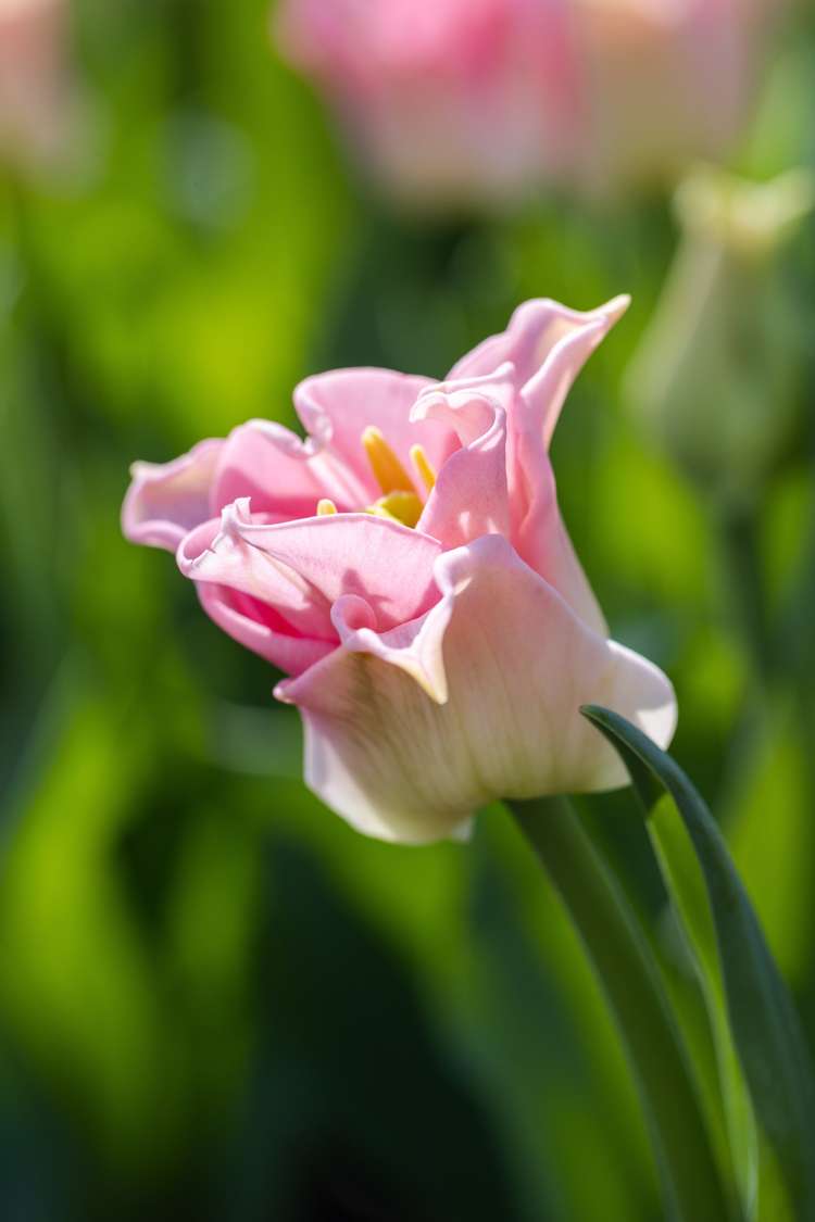 Tulpanen 'Crown of Dynasty'